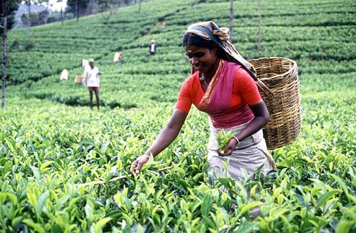 Plantation de th au Sri Lanka